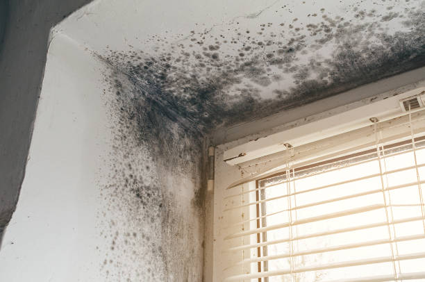 Affordable Basement Mold Removal solutions in Upper Falls, MD