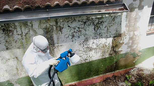 Top rated local Basement Mold Removal specialists in Upper Falls, MD
